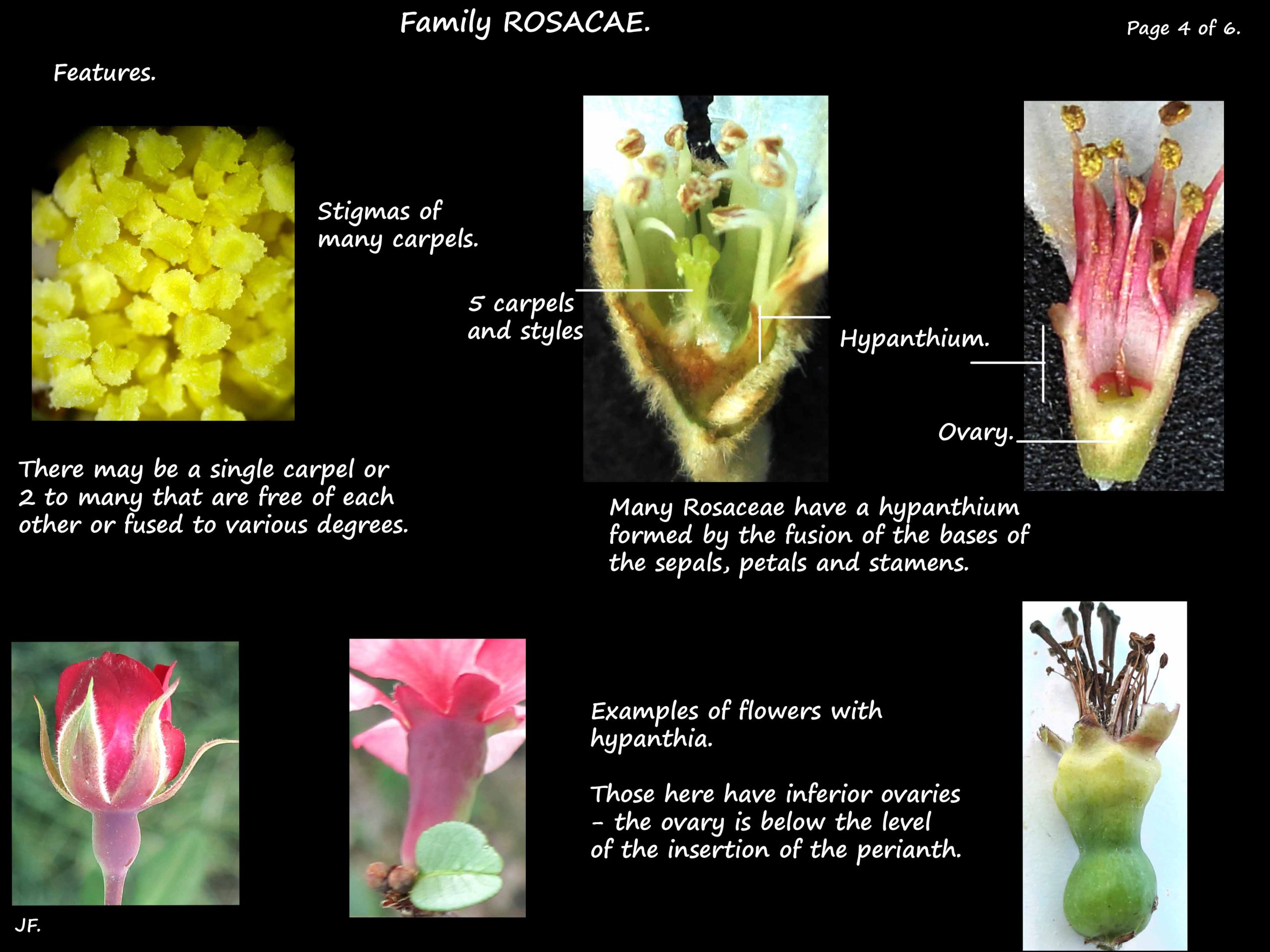 4 Rosaceae carpels